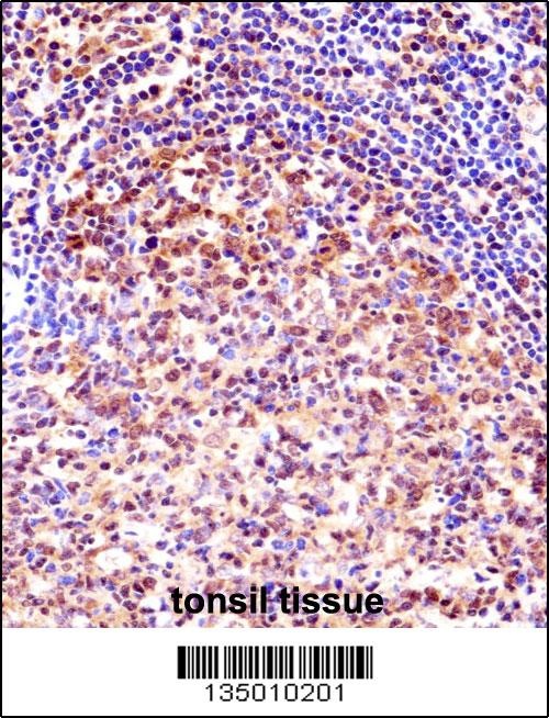 TCEA1 Antibody