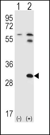 STAP1 Antibody