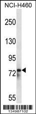 RBM12 Antibody