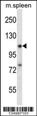 RBM12 Antibody