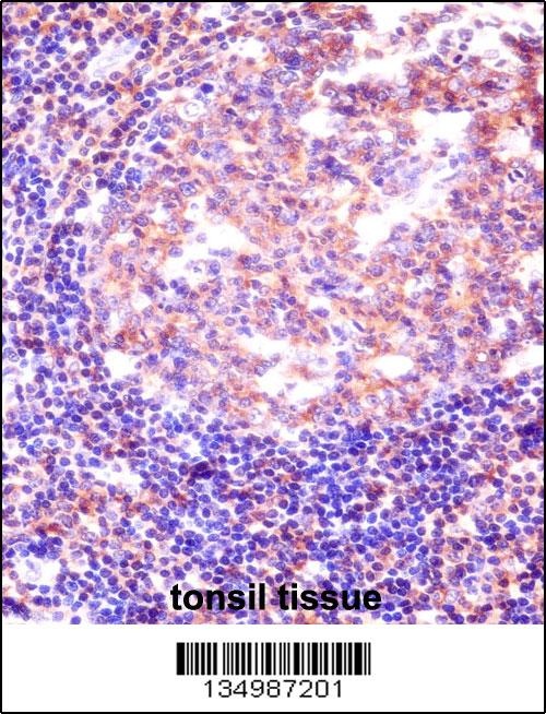 RBM12 Antibody