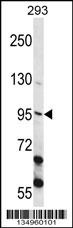 ECT2 Antibody