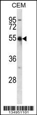 KCNA2 Antibody