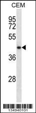 NDRG2 Antibody