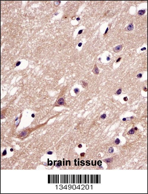 C4orf49 Antibody
