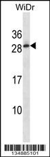 TEX40 Antibody