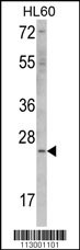 ERAS Antibody