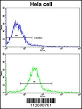 ERAS Antibody