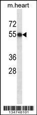 Csnk1d Antibody
