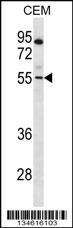 PAX7 Antibody