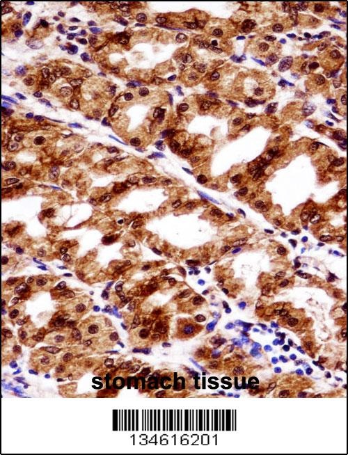 PAX7 Antibody