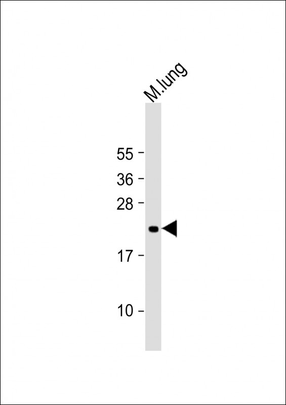 FGF10 Antibody