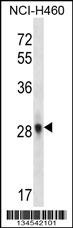FGF10 Antibody