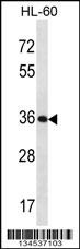 KLK9 Antibody