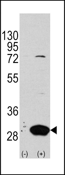 Latexin Antibody