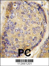 Latexin Antibody