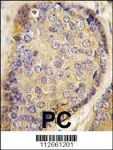 LXN Antibody