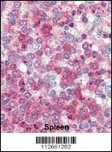 Latexin Antibody