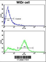 LXN Antibody