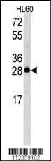 Latexin Antibody