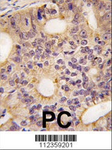 Latexin Antibody