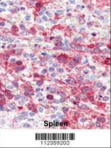 Latexin Antibody