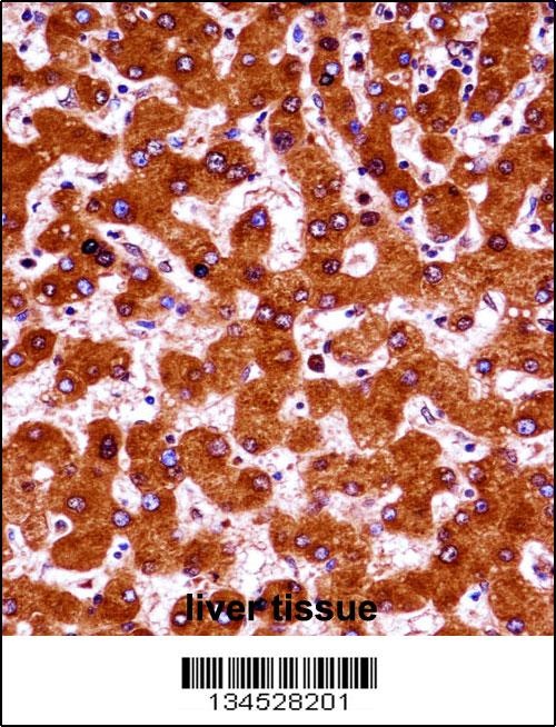UBE4A Antibody