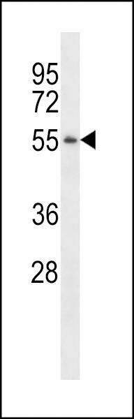 PGA3 Antibody