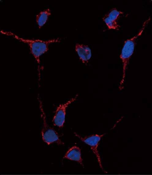 ALDH1A1 Antibody