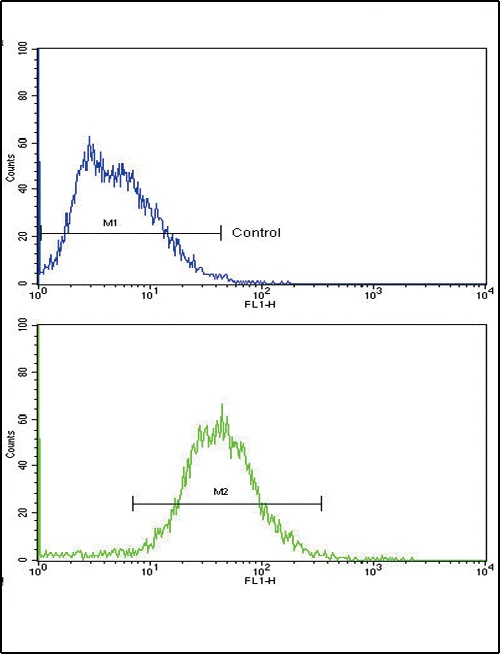 ALDH1A1 Antibody