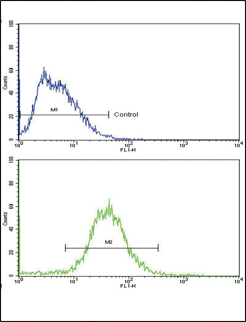 ALDH1A1 Antibody