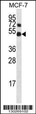 Mapk8 Antibody
