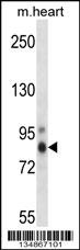 Mouse Prkch Antibody