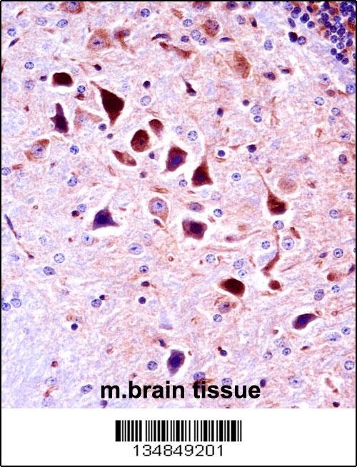 Mouse Ntrk3 Antibody