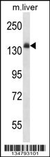 Insr Antibody