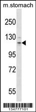 Mouse Flt3 Antibody