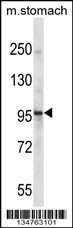 Epha1 Antibody