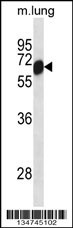Mouse Clk2 Antibody