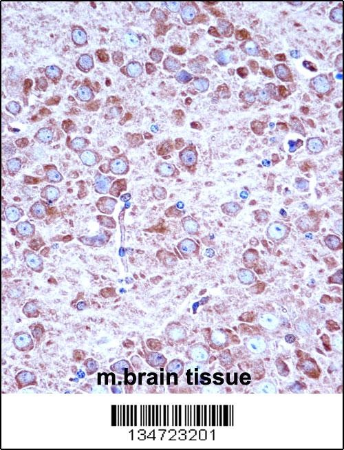 Aak1 Antibody