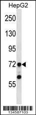 TAF6 Antibody