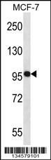 NEDD9 Antibody