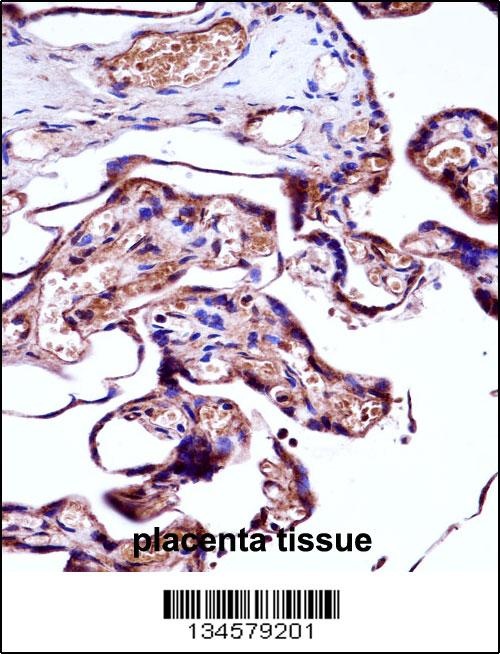 NEDD9 Antibody