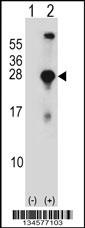 SNAP23 Antibody