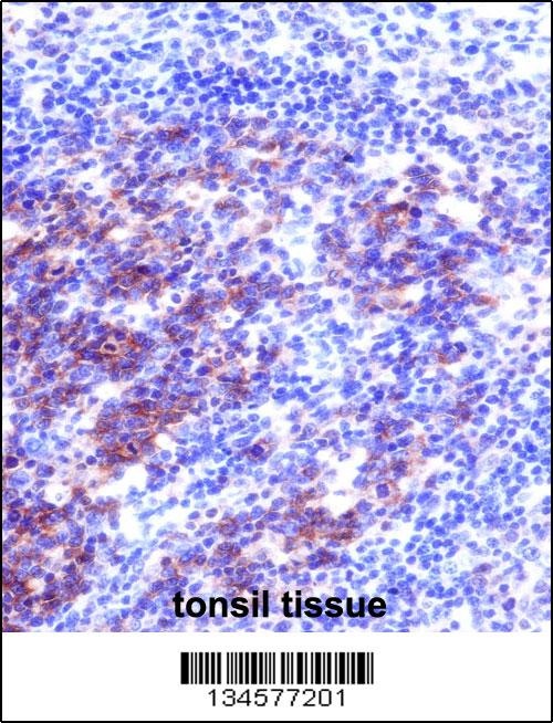 SNAP23 Antibody