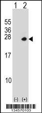 PSMD10 Antibody