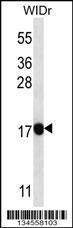 PAEP Antibody