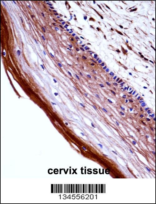 PGF Antibody
