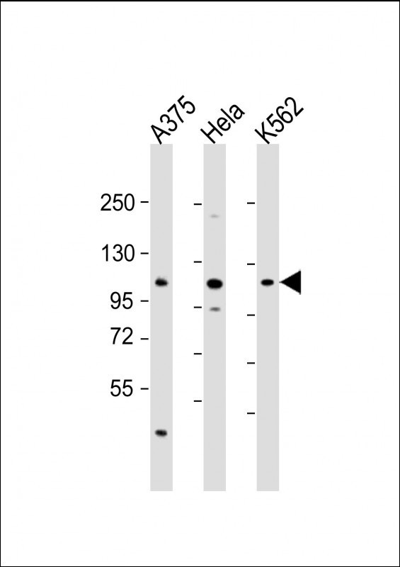 IDE Antibody