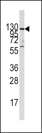 IDE Antibody