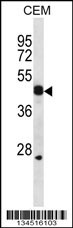 WIF1 Antibody